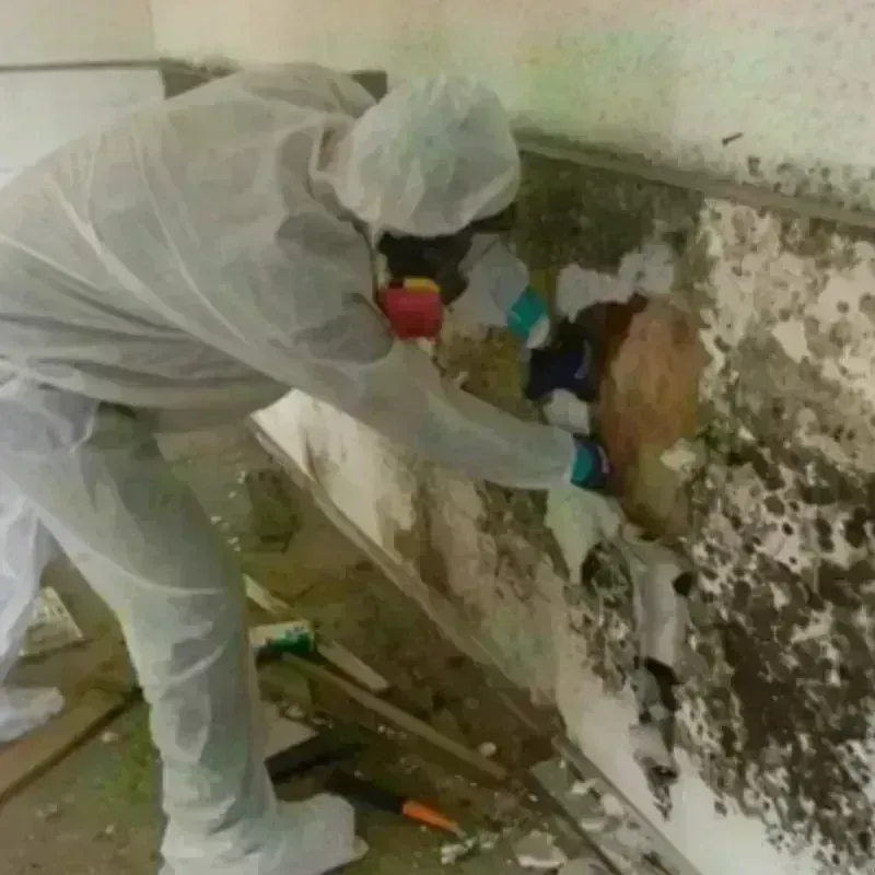 Mold Remediation and Removal in Gilmer County, WV